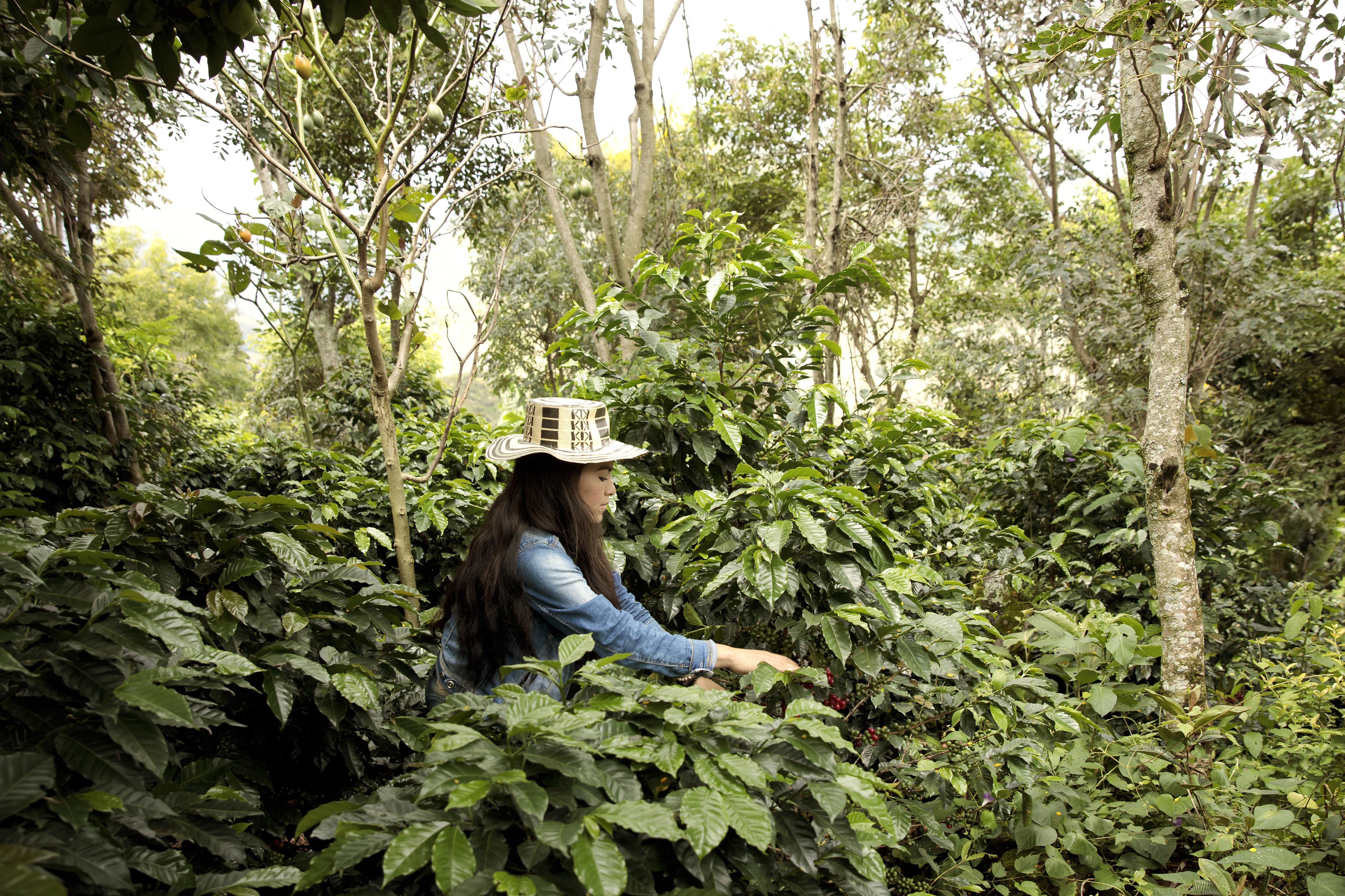 A woman in Colombia picks Coffee beans. Photo: UN Women/Ryan Brown