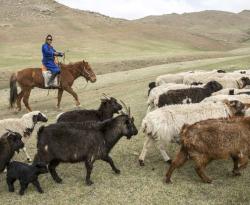 A nomadic woman herding goats in Mongolia. The Mongolian National Statistics Office, supported by Woman Count, has gathered data to understand the specific needs and challenges faced by women herders due to changing environmental factors. ©FAO/K.Purevraqchaa