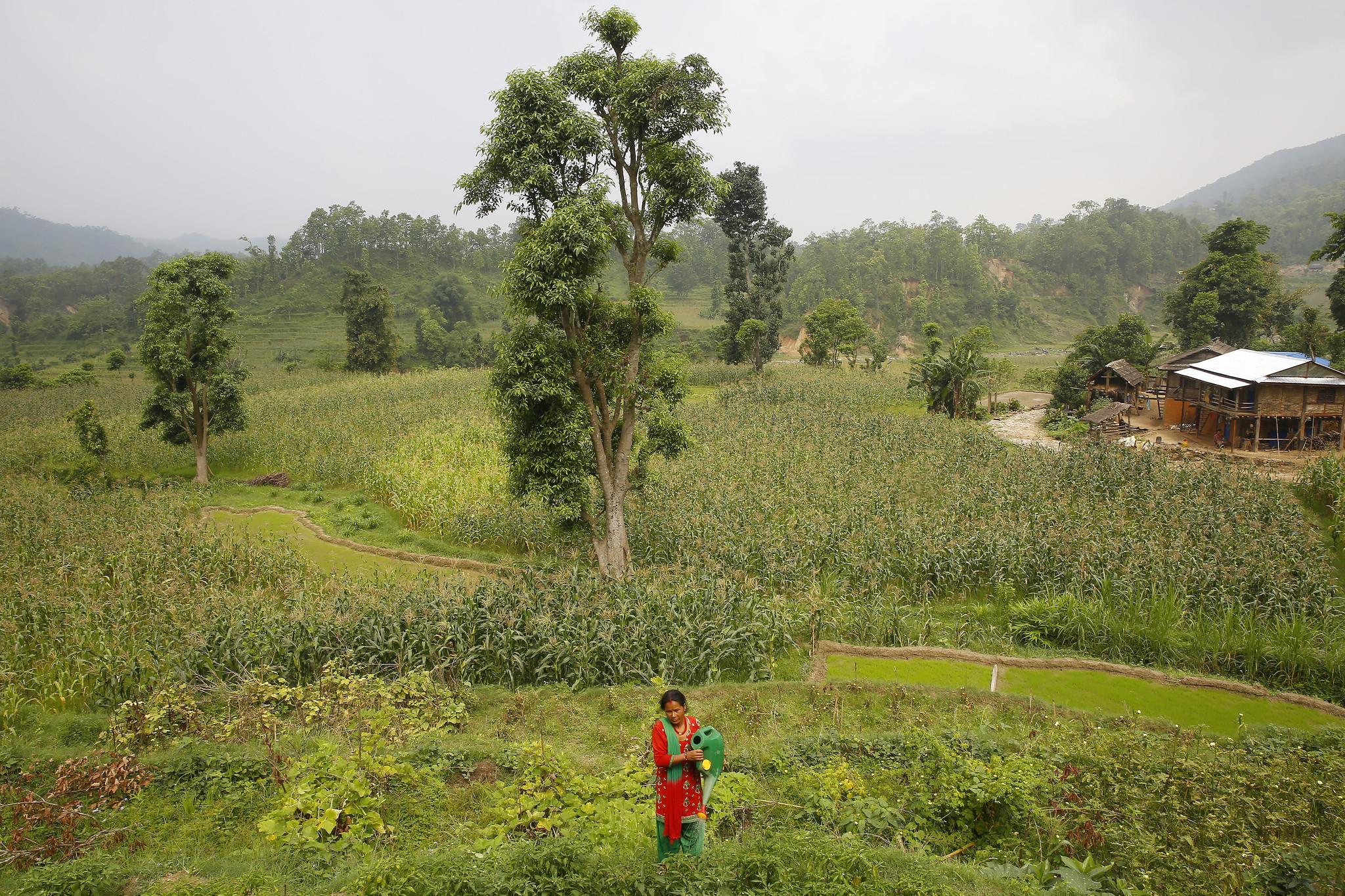 Chandra Kala Thapa works in the fields near Chatiune Village in Sindhuli Disrict, Nepal.     Photo: UN Women/Narendra Shrestha