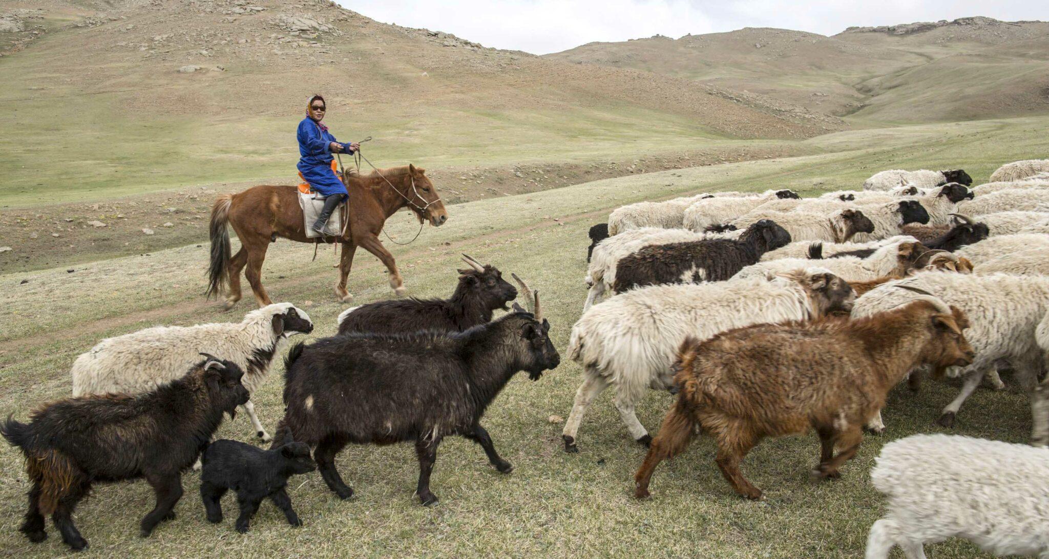 A nomadic woman herding goats in Mongolia. The Mongolian National Statistics Office, supported by Woman Count, has gathered data to understand the specific needs and challenges faced by women herders due to changing environmental factors. ©FAO/K.Purevraqchaa