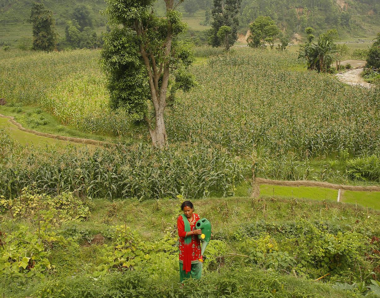 Chandra Kala Thapa works in the fields near Chatiune Village in Sindhuli Disrict, Nepal.     Photo: UN Women/Narendra Shrestha